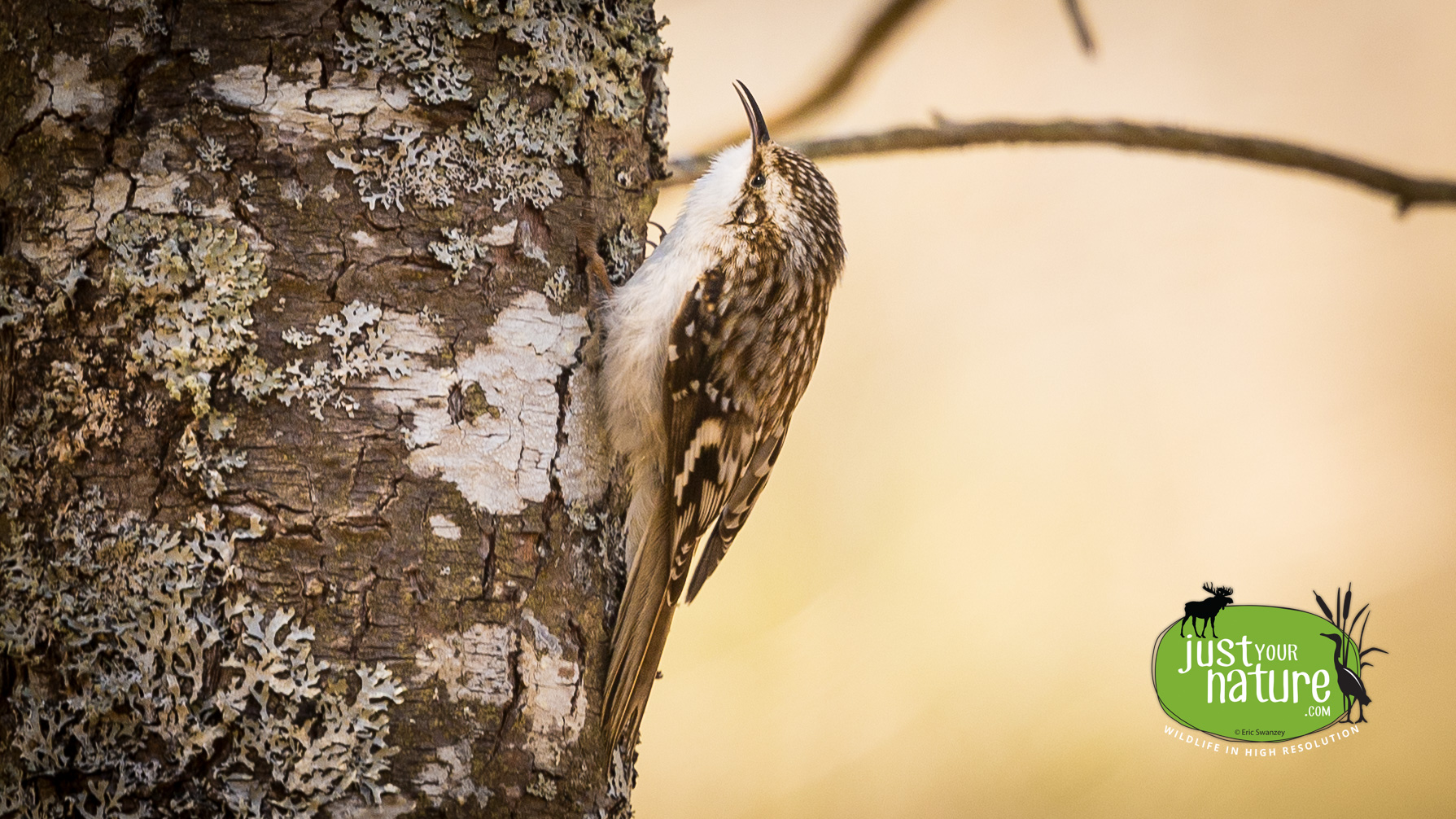 Brown Creeper, Kittery Point, Maine, 2 April 2023 by Eric Swanzey