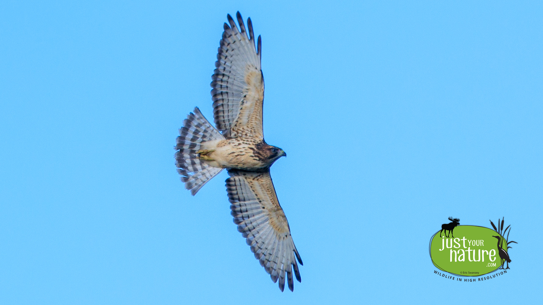 Broad-winged Hawk, Smithtown Rd, Kokadjo, T1 R13 Wels, Maine, DeLorme 41:A5, 10 September 2024 by Eric Swanzey