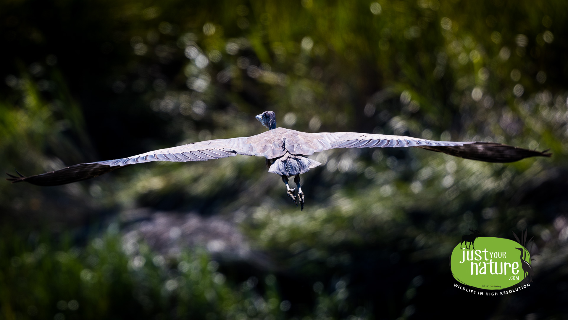 Great Blue Heron, Smelt Brook, York, Maine, 4 September 2022 by Eric Swanzey