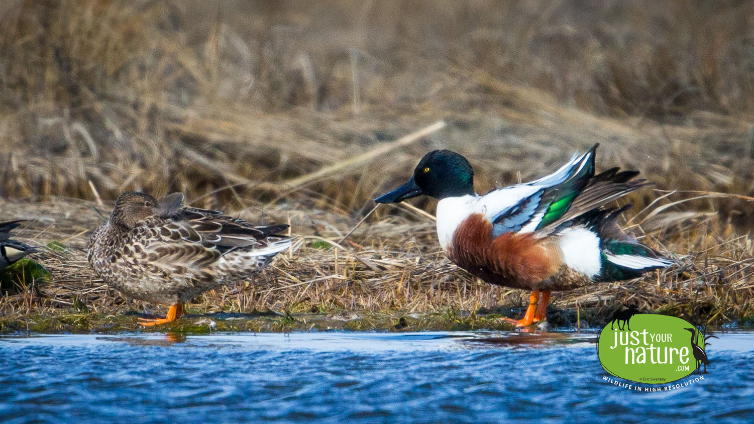 Northern Shoveler, Parker River NWR, Plum Island, Massachusetts, 31 March 2016 by Eric Swanzey