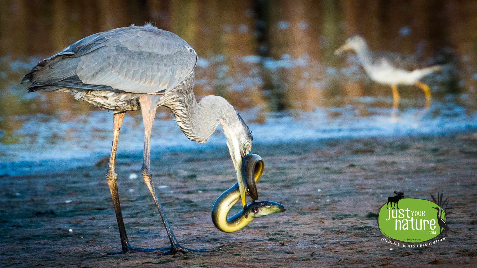 Great Blue Heron, Parker River NWR, Plum Island, Massachusetts, 12 August 2014 by Eric Swanzey