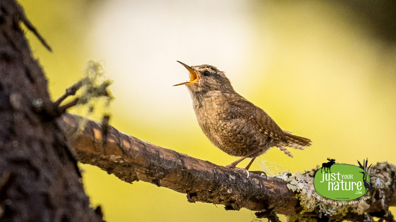 Winter Wren, Cranberry Pond, Magalloway PLT, Maine, 3 May 2024 by Eric Swanzey