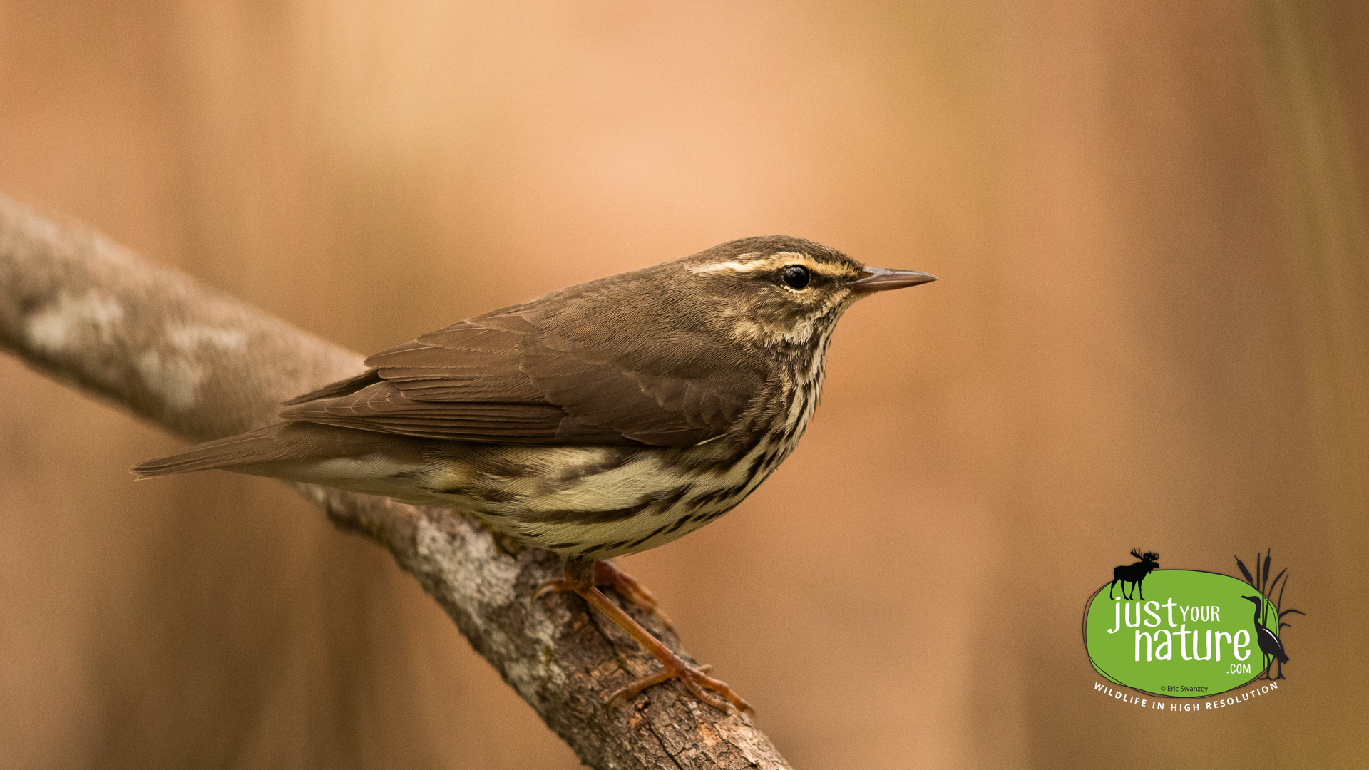 Northern Waterthrush, Gordon Woods, Hamilton, Massachusetts, 1 May 2017 by Eric Swanzey