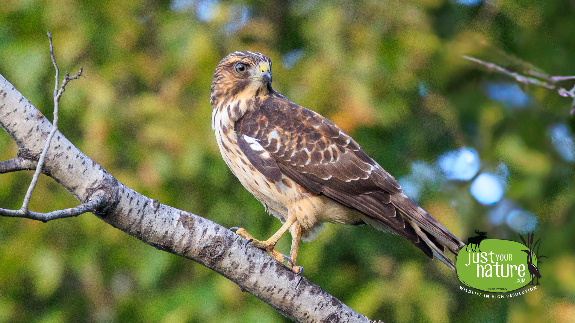 Broad-winged Hawk, Smithtown Rd, Kokadjo, T1 R13 Wels, Maine, DeLorme 41:A5, 10 September 2024 by Eric Swanzey