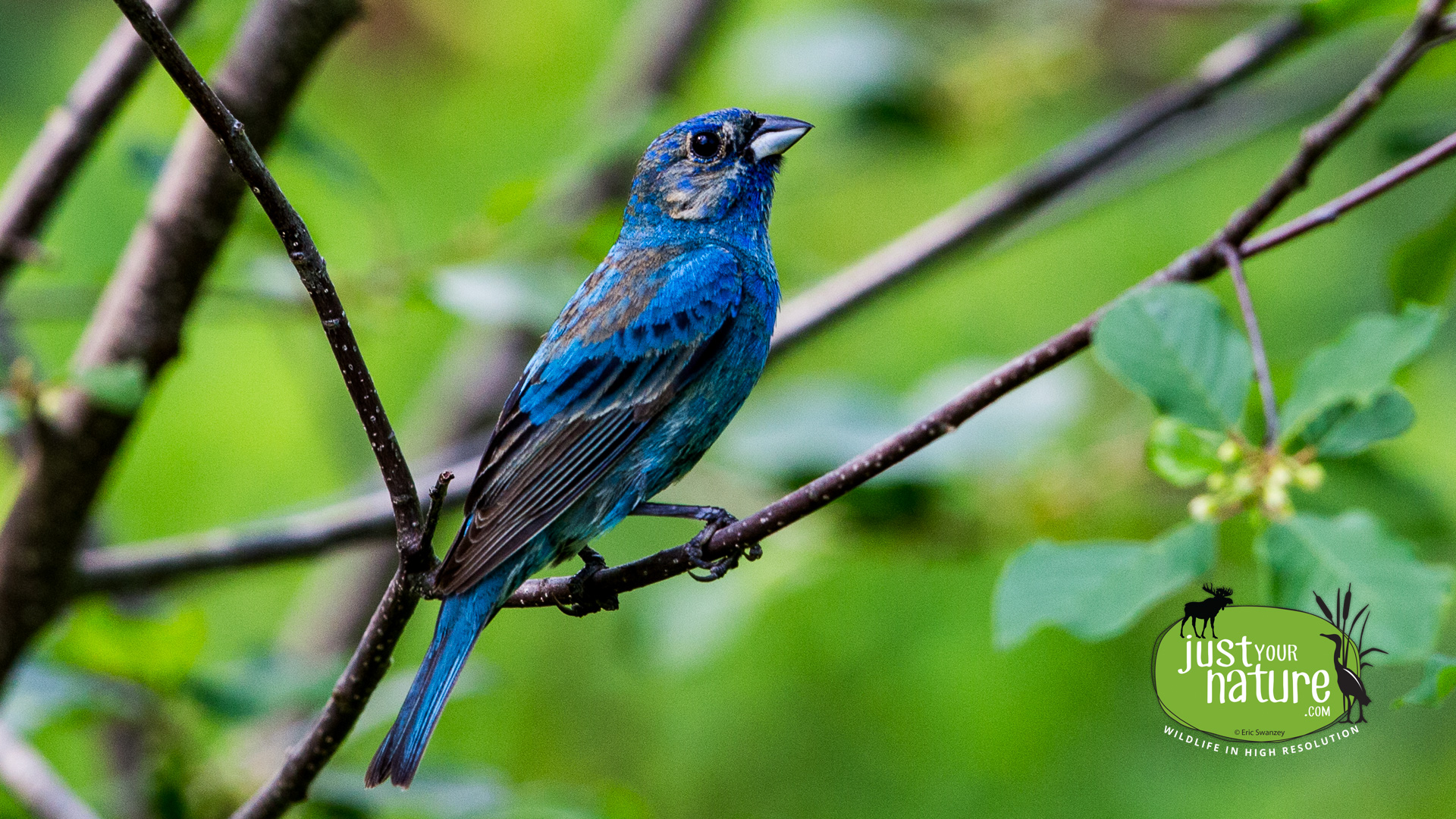 Indigo Bunting, Martin H. Burns Wildlife Management Area, Newbury, Massachusetts, 28 May 2015 by Eric Swanzey