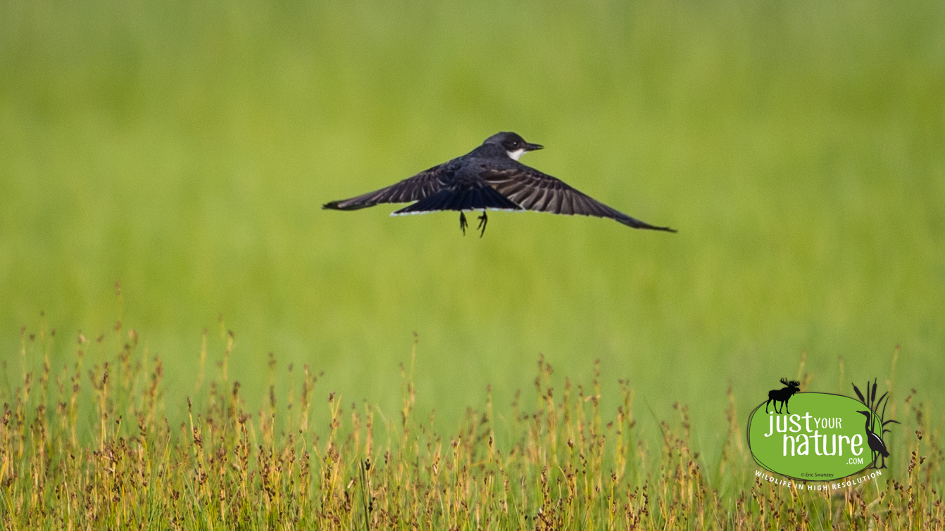 Eastern Kingbird, Parker River NWR, Plum Island, Massachusetts, 9 July 2017 by Eric Swanzey