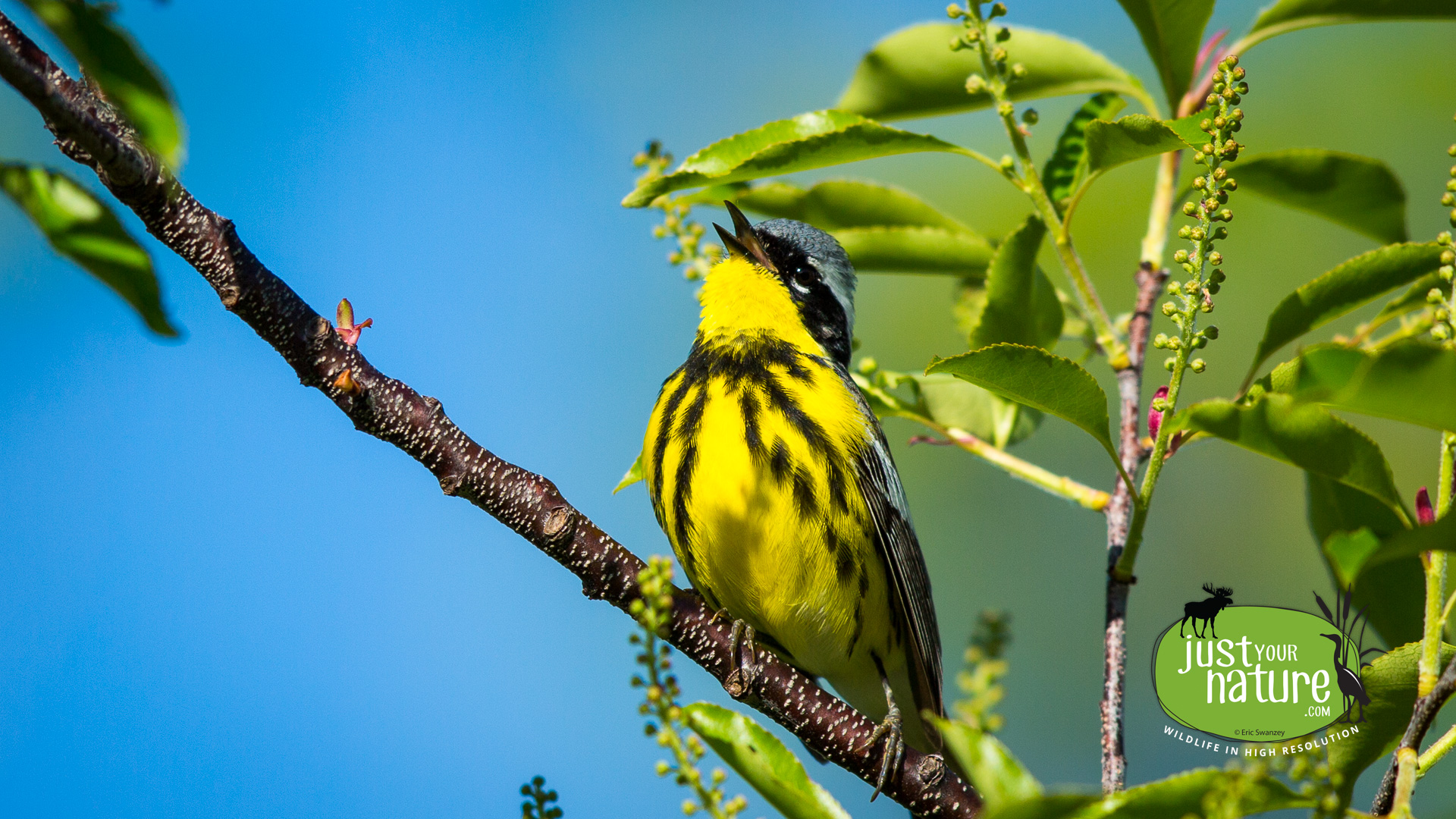 Magnolia Warbler, Parker River NWR, Plum Island, Massachusetts, 20 May 2014 by Eric Swanzey