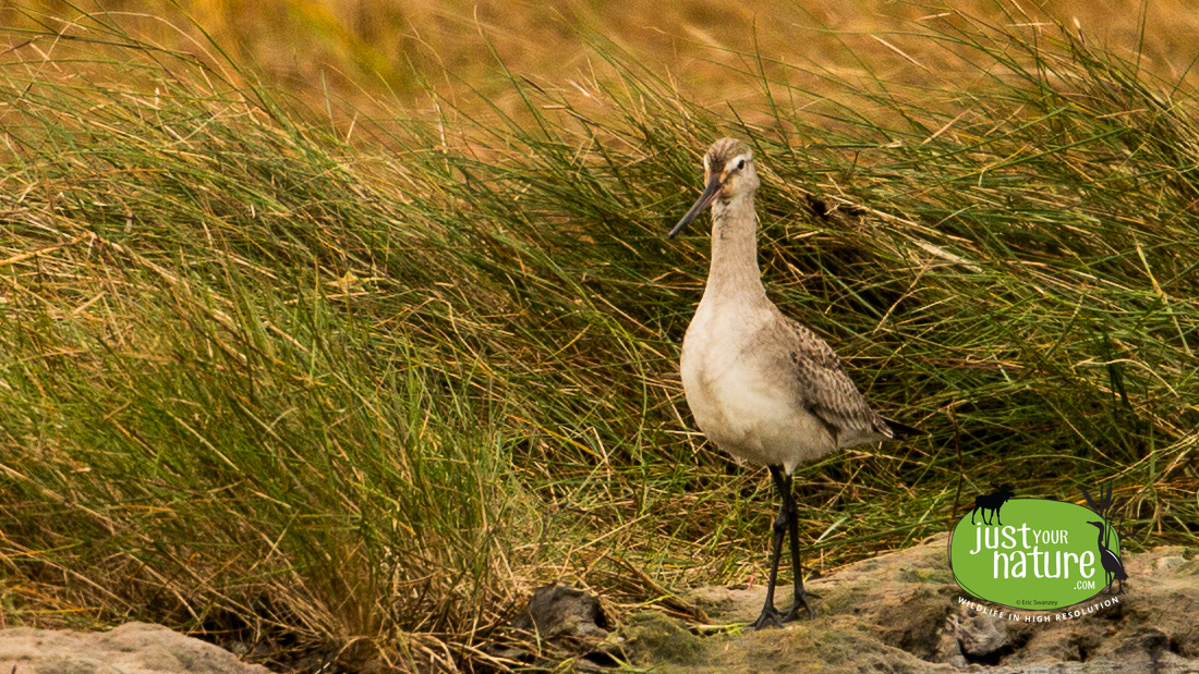 Marbled Godwit, Parker River NWR, Plum Island, Massachusetts, 24 October 2014 by Eric Swanzey