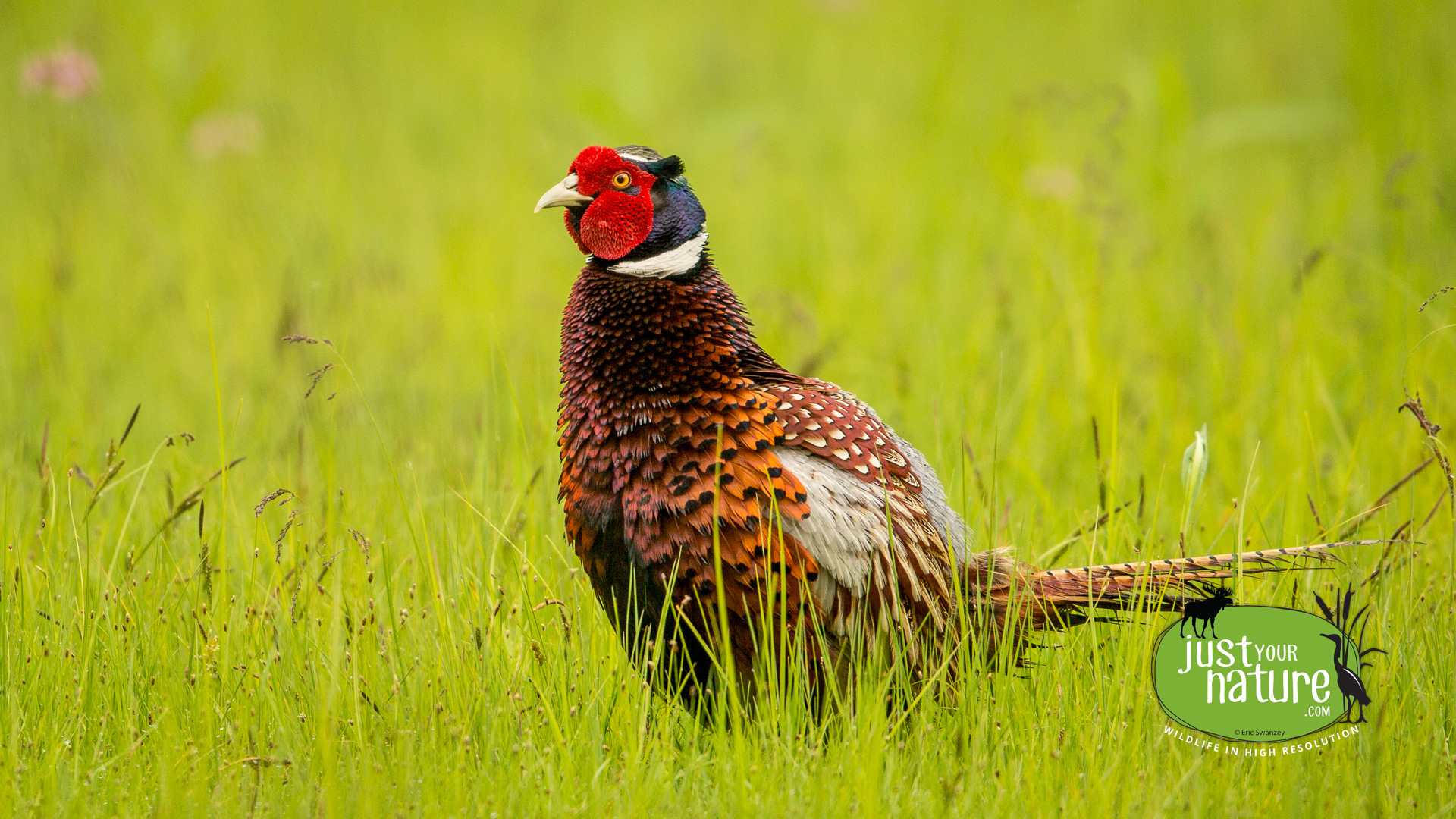 Ring-necked Pheasant, Pikes Bridge, West Newbury, Massachusetts, 6 June 2014 by Eric Swanzey