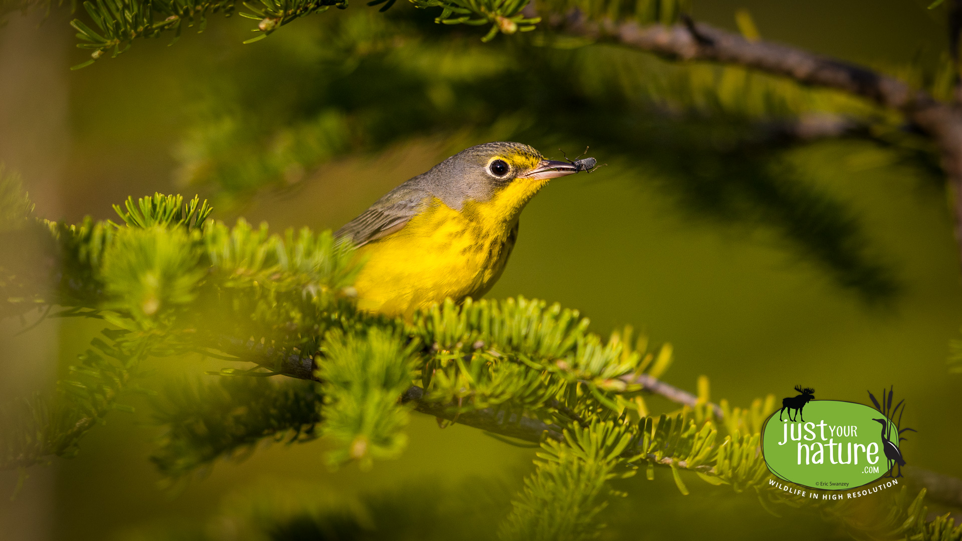 Nashville Warbler, Long Pond, Rangeley, Maine, DeLorme 18:A4, 25 May 2024 by Eric Swanzey