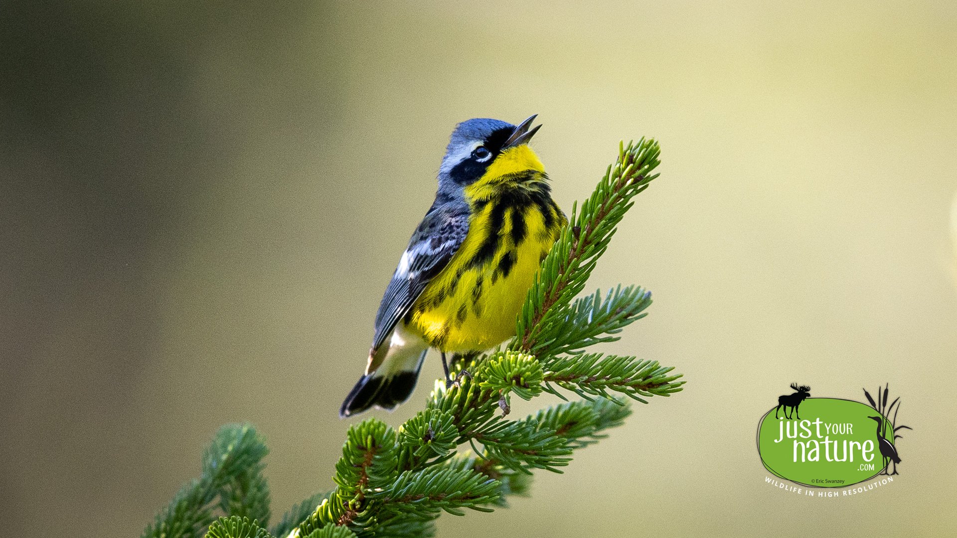 Magnolia Warbler, Long Pond, Rangeley, Maine, DeLorme 18:A4, 23 May 2024 by Eric Swanzey