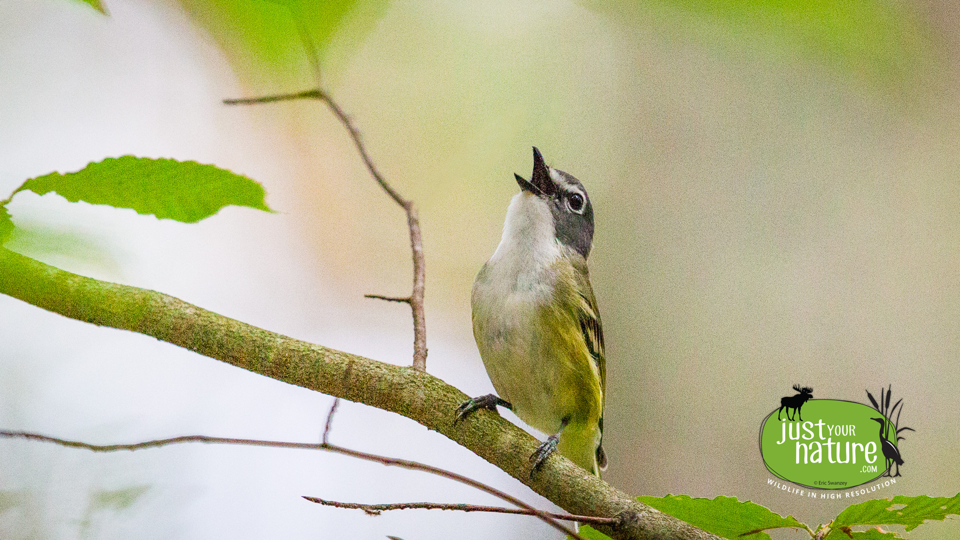 Blue-headed Vireo, Bald Hill Conservation Area, Crooked Pond, Boxford, Massachusetts, 2 July 2015 by Eric Swanzey