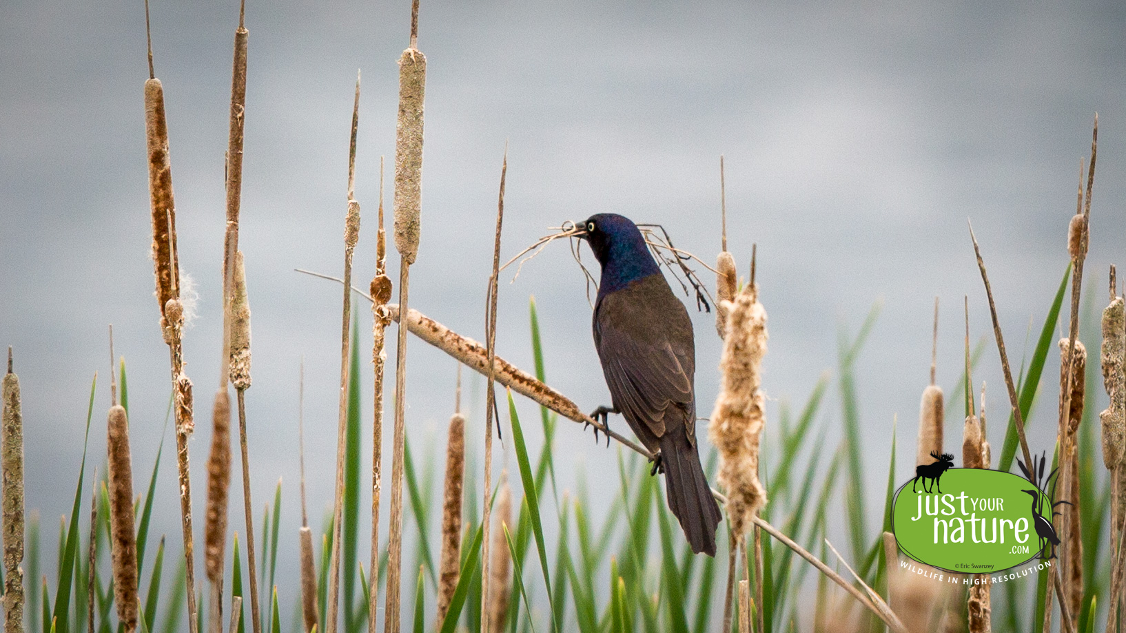 Common Grackle, Parker River NWR, Plum Island, Massachusetts, 24 May 2014 by Eric Swanzey