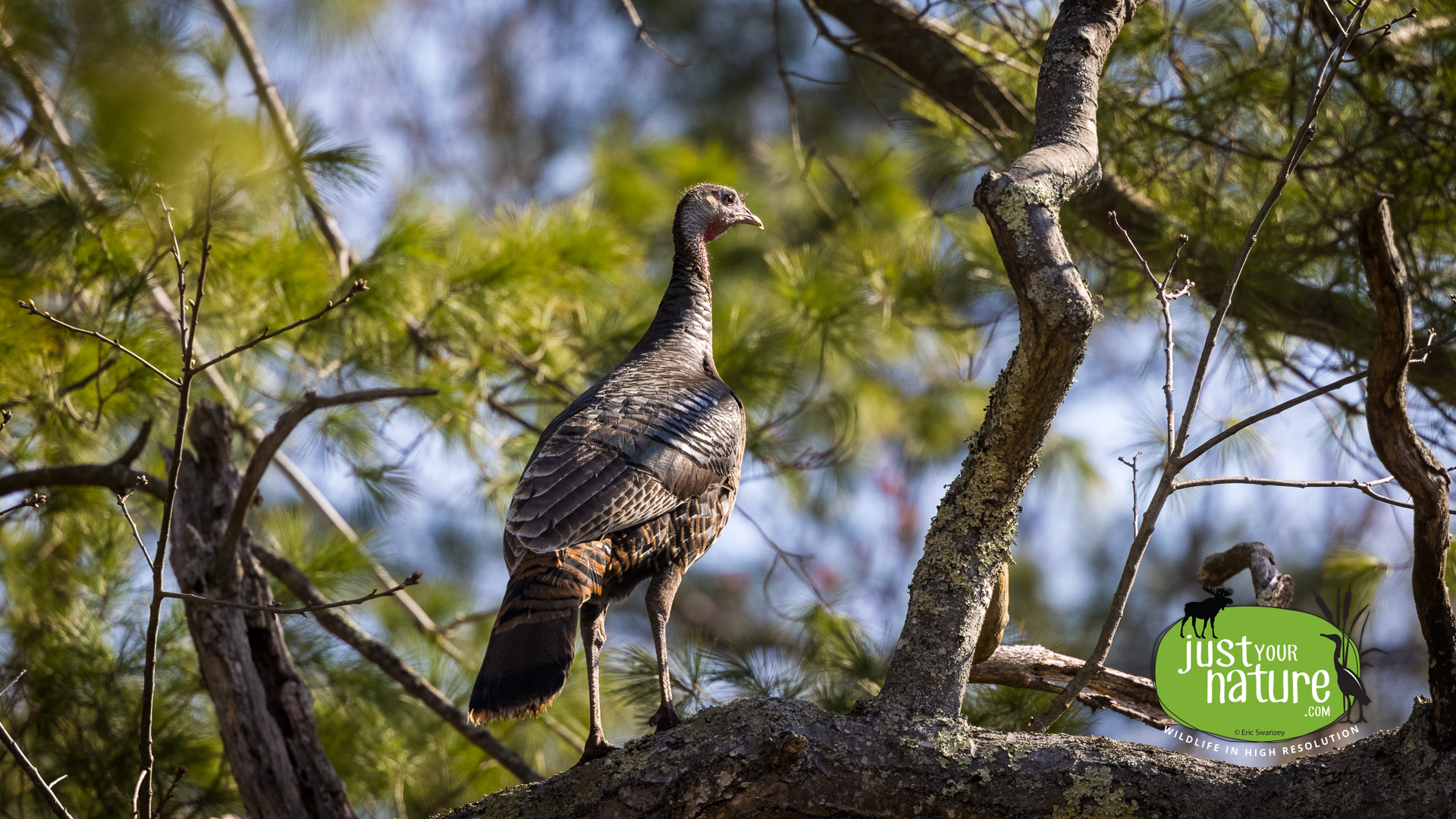 Wild Turkey, Massachusetts, 10 April 2021 by Eric Swanzey