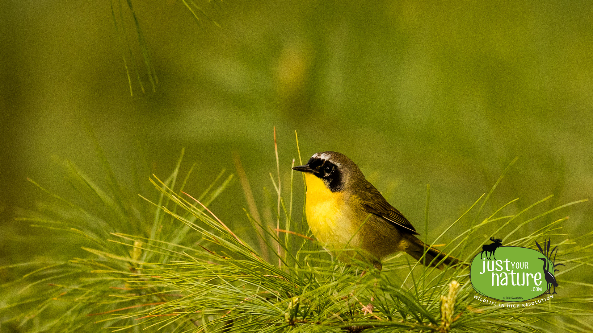 Common Yellowthroat, Middle Pond, York, Maine, 9 May 2024 by Eric Swanzey