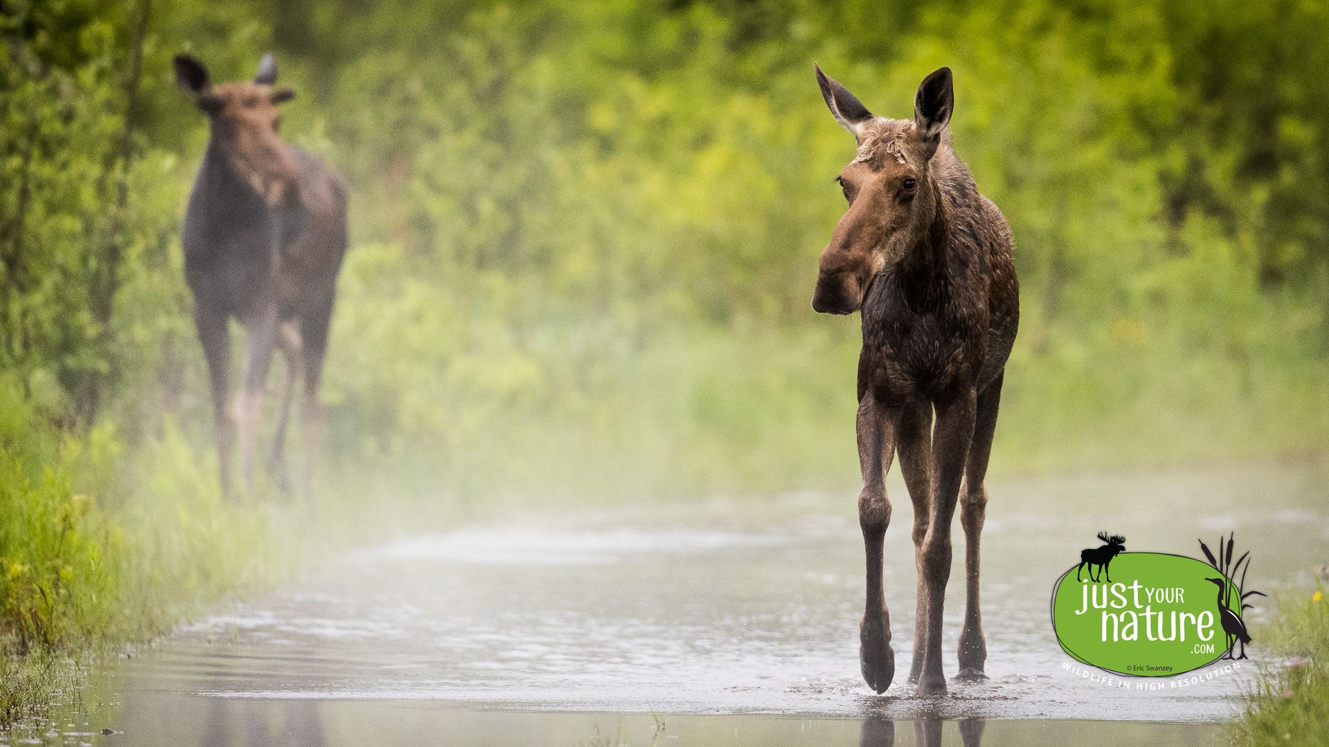 Moose, Elm Stream Twp, North Maine Woods (NMW), Maine, DeLorme 48:C5, 17 June 2024 by Eric Swanzey