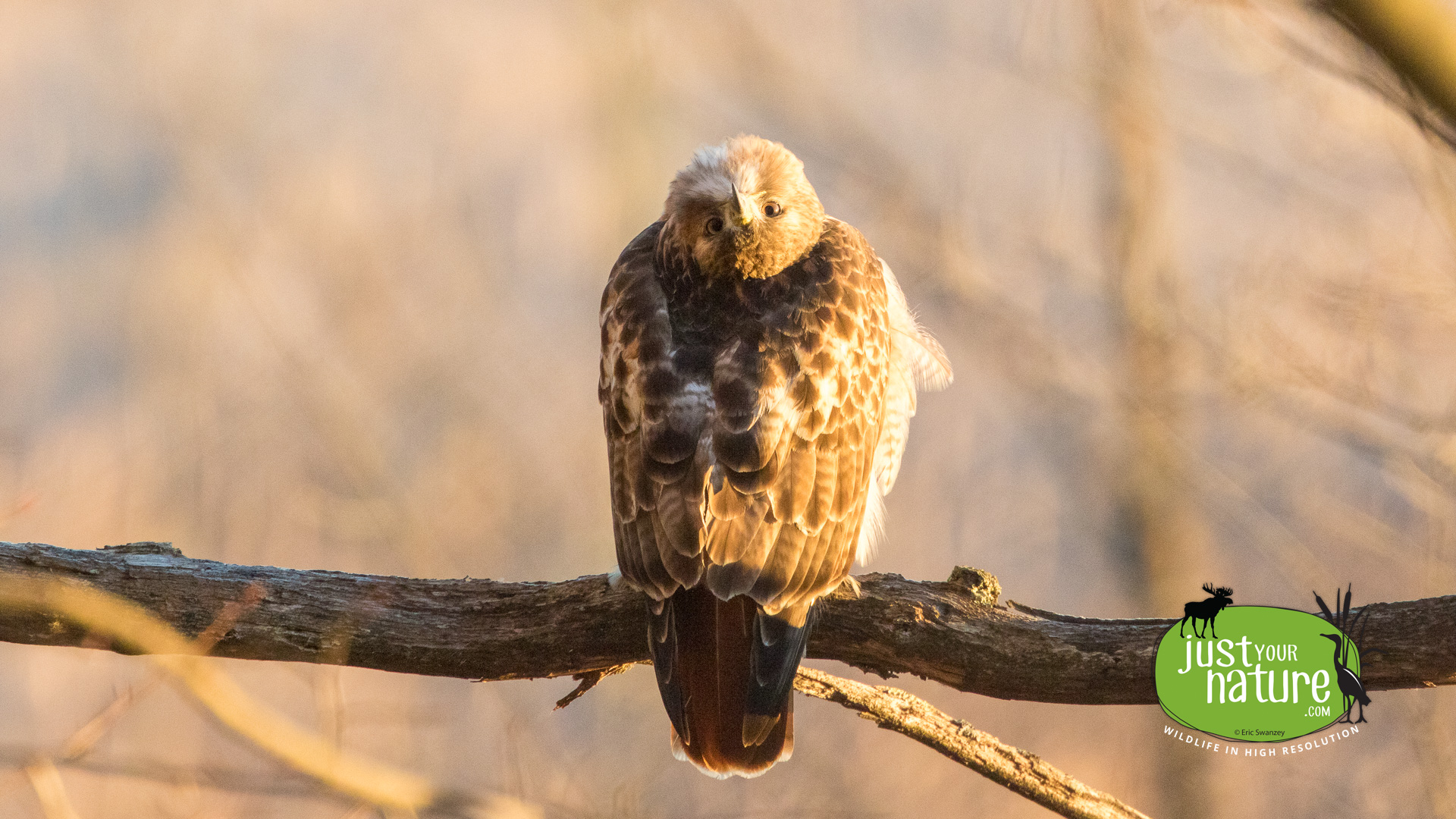 Red-tailed Hawk, Ipswich River Wildlife Sanctuary, Topsfield, Massachusetts, 5 December 2015 by Eric Swanzey