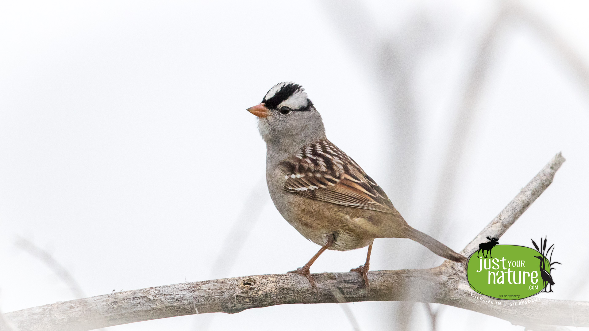 White-crowned Sparrow, Gull Pond, Hamilton, Massachusetts, 22 May 2017 by Eric Swanzey