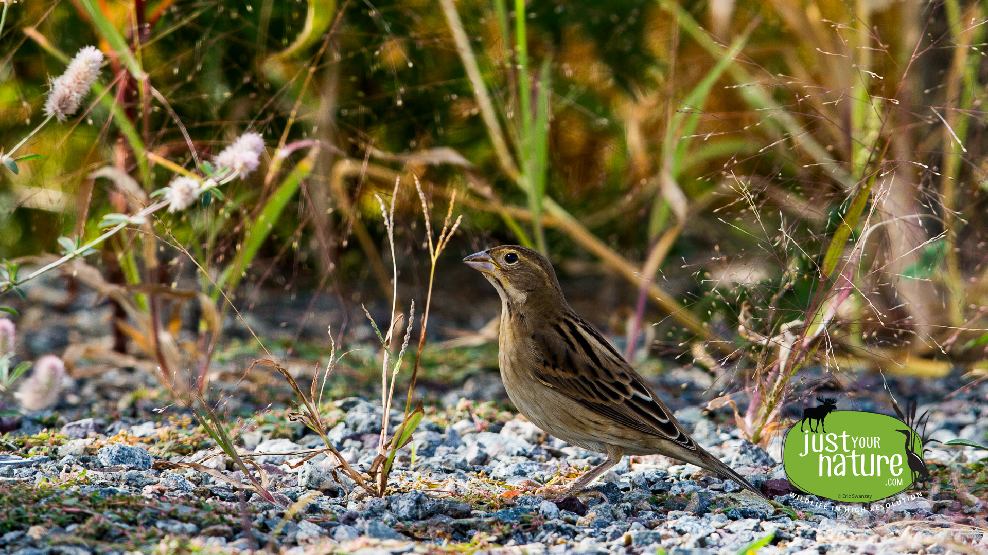 Dickcissel, Parker River NWR, Plum Island, Massachusetts, 25 September 2015 by Eric Swanzey