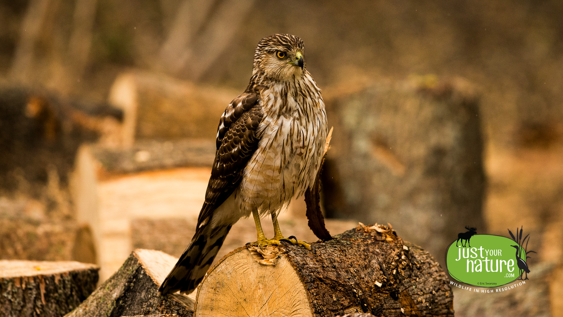 Sharp-shinned Hawk, Chubb Creek, Beverly Farms, Massachusetts, 12 May 2019 by Eric Swanzey