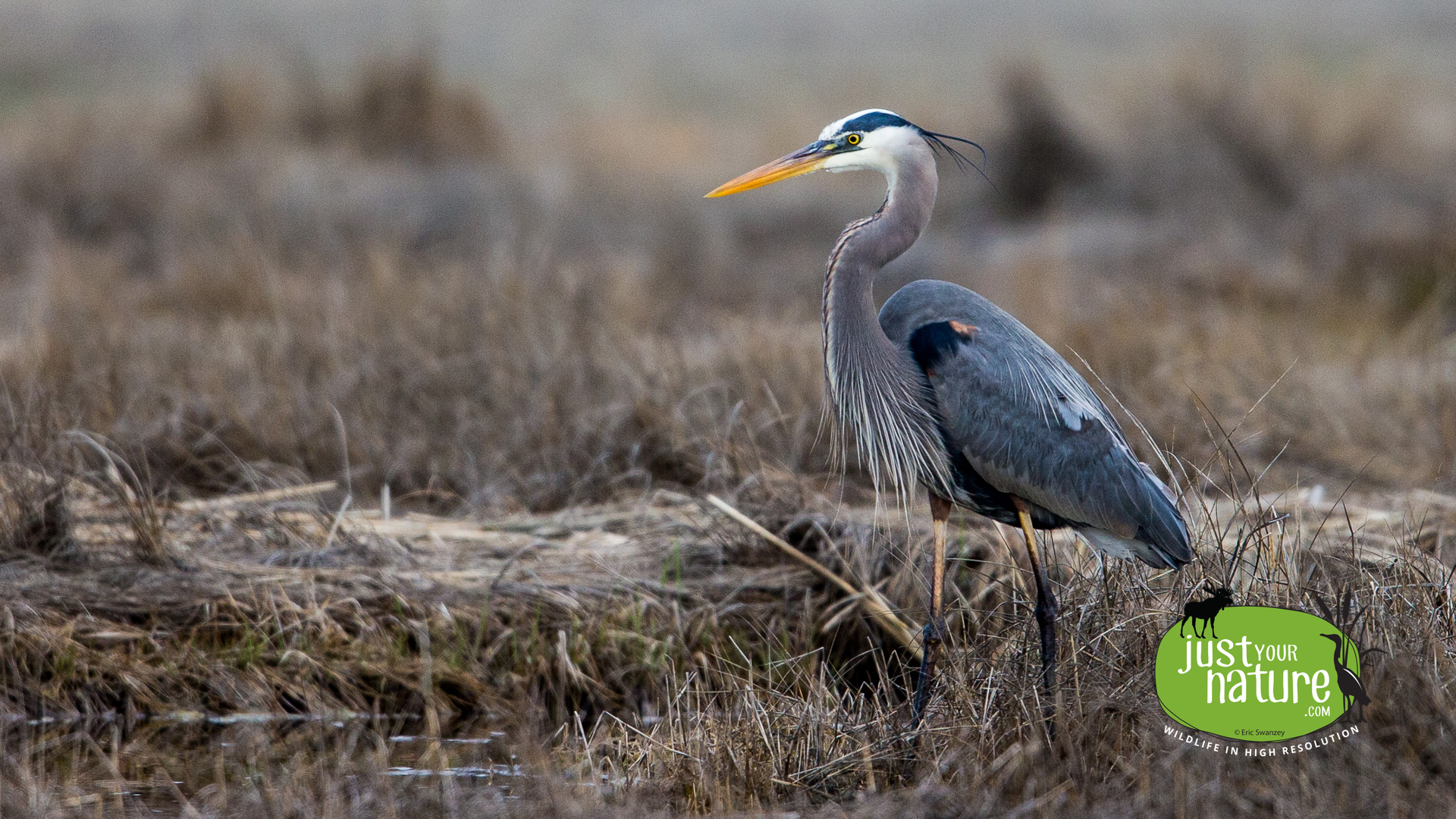 Great Blue Heron, Parker River NWR, Plum Island, Massachusetts, 25 April 2016 by Eric Swanzey