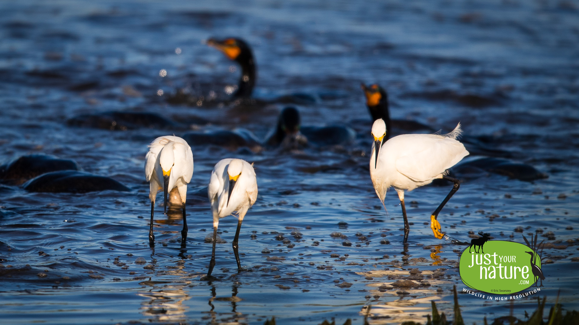 Snowy Egret, Parker River NWR, Plum Island, Massachusetts, 4 July 2017 by Eric Swanzey