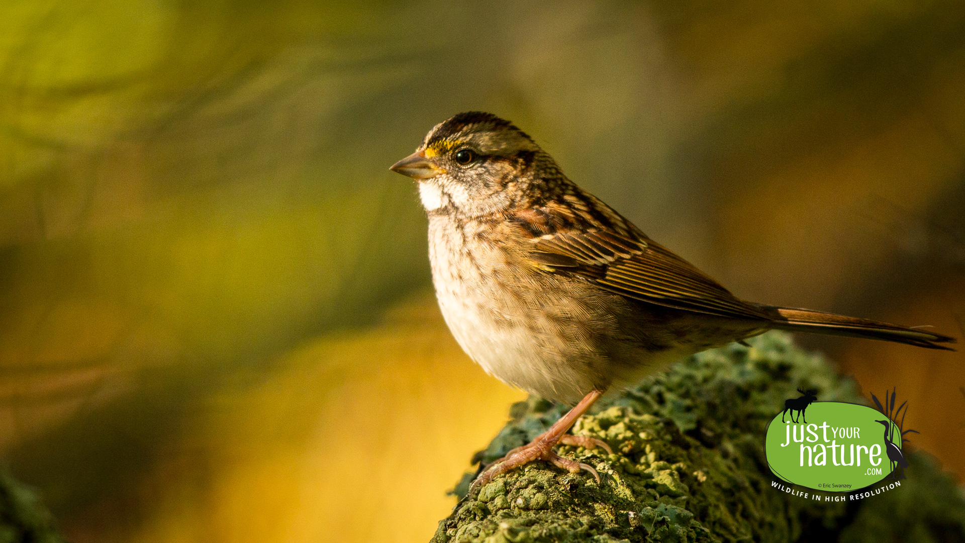 White-throated Sparrow, Parker River NWR, Plum Island, Massachusetts, 12 October 2014 by Eric Swanzey