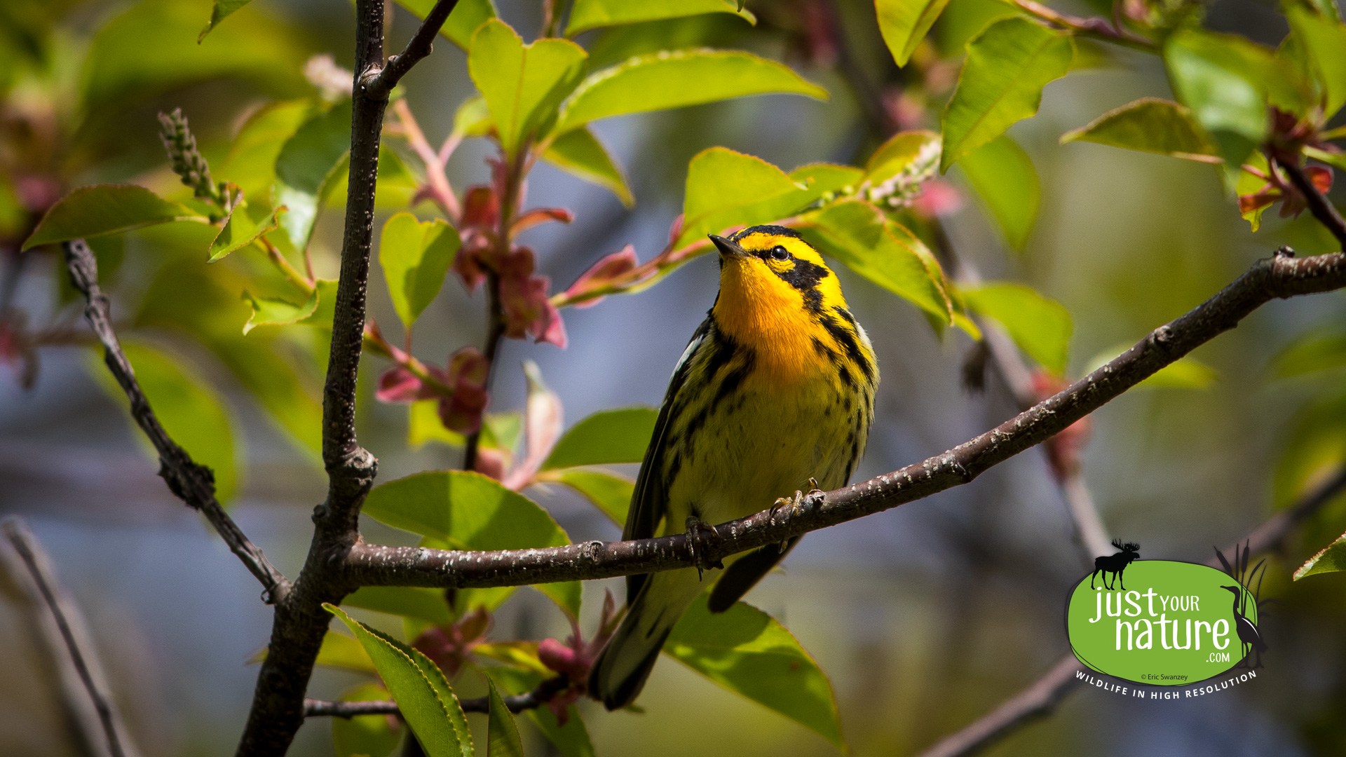 Blackburnian Warbler, Parker River NWR, Plum Island, Massachusetts, 16 May 2017 by Eric Swanzey