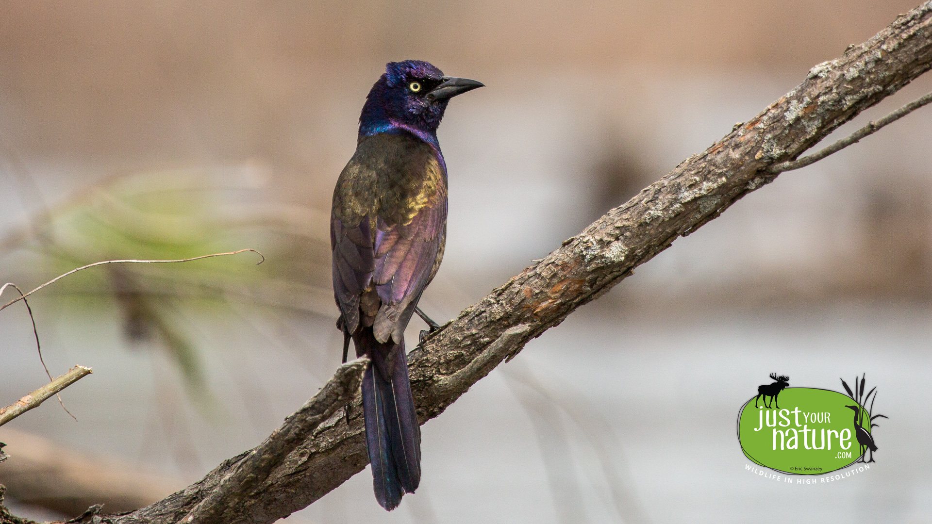 Common Grackle, Ipswich River, Topsfield, Massachusetts, 22 April 2014 by Eric Swanzey