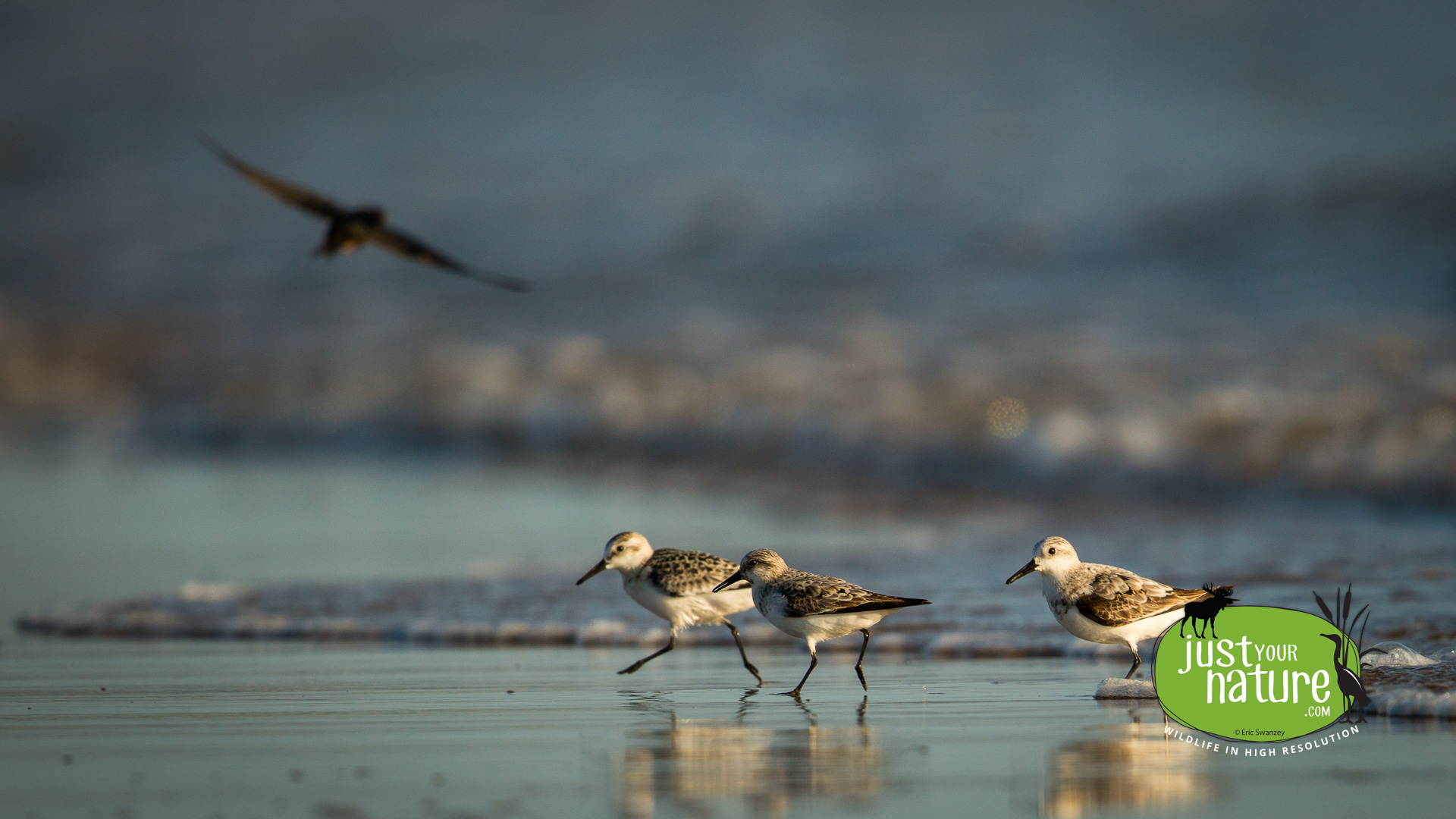 Semipalmated Sandpiper, Parker River NWR, Plum Island, Massachusetts, 30 August 2014 by Eric Swanzey