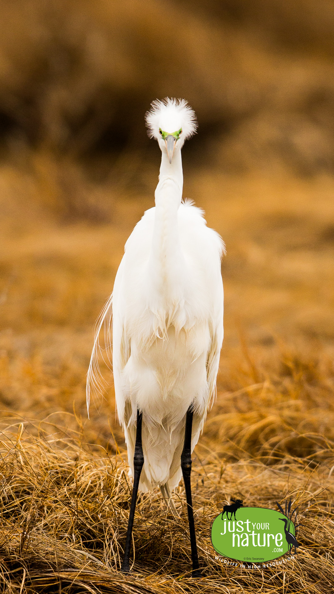 Great Egret, Parker River NWR, Plum Island, Massachusetts, 1 May 2014 by Eric Swanzey