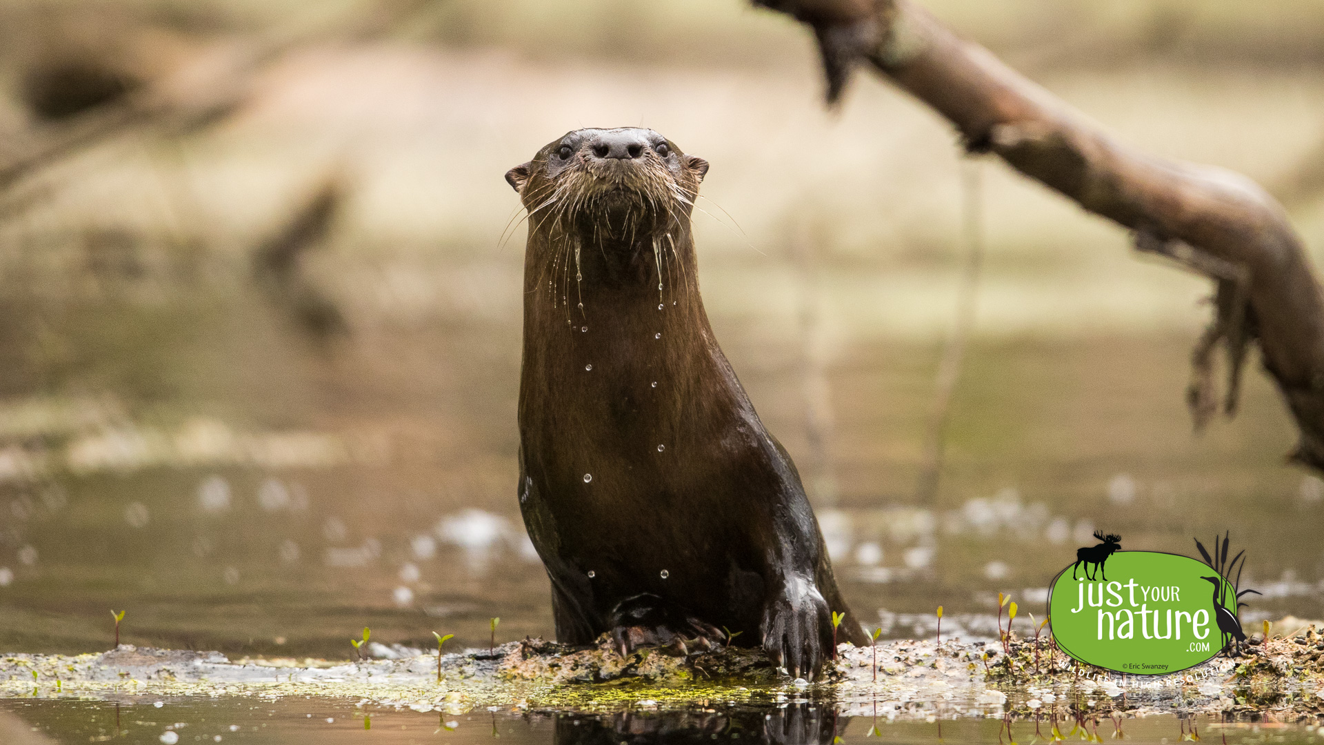 River Otter, Appleton Farms, Hamilton, Massachusetts, 8 May 2017 by Eric Swanzey