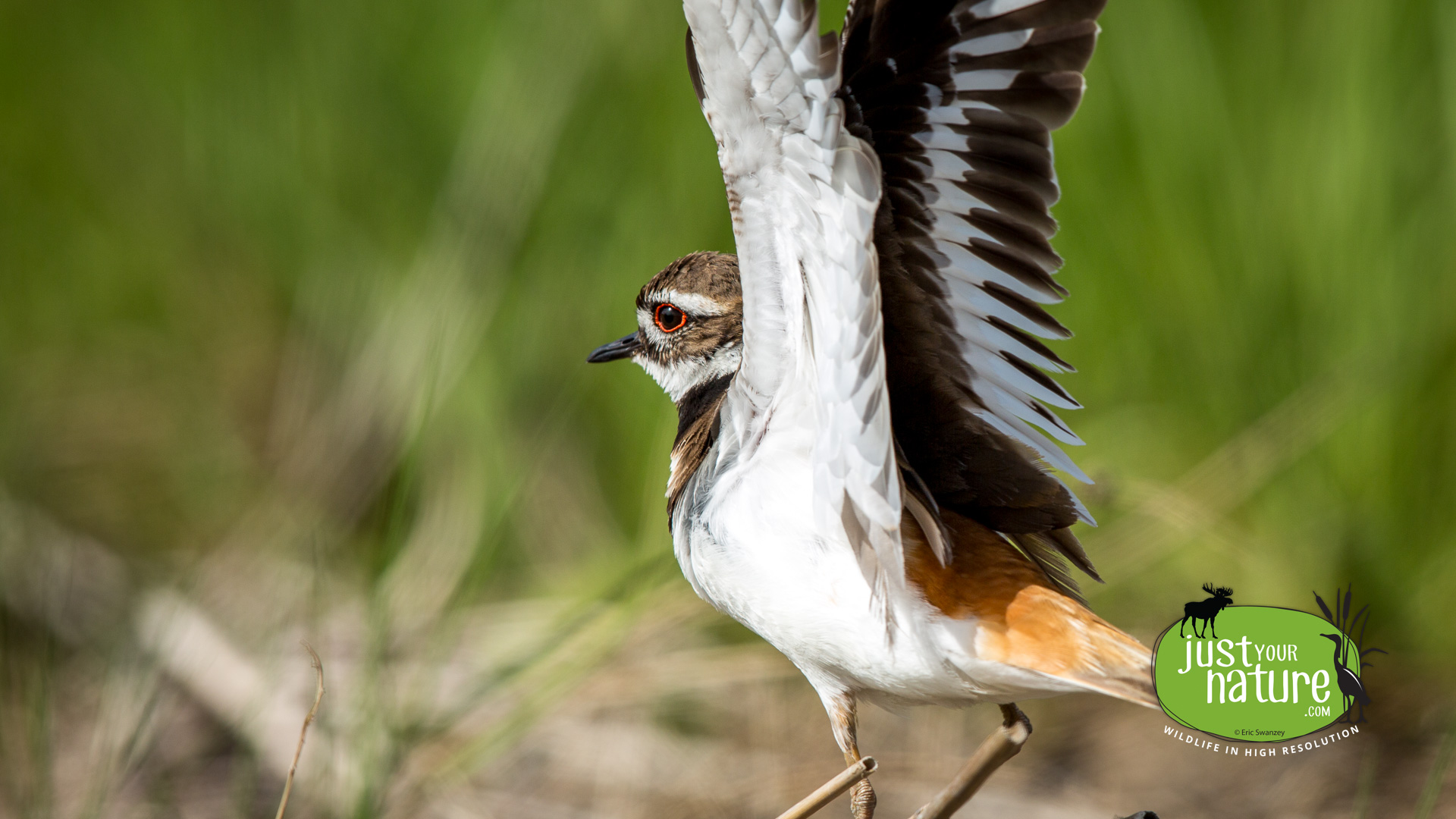 Killdeer, Parker River NWR, Plum Island, Massachusetts, 11 June 2014 by Eric Swanzey