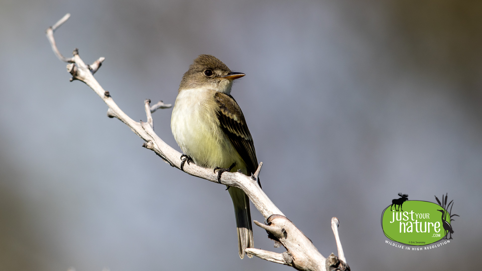 Willow Flycatcher, Parker River NWR, Plum Island, Massachusetts, 20 May 2015 by Eric Swanzey