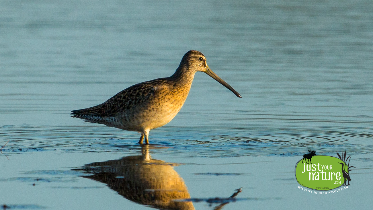 Long-billed Dowitcher, Sandy Point State Reservation, Plum Island, Massachusetts, 26 August 2014 by Eric Swanzey