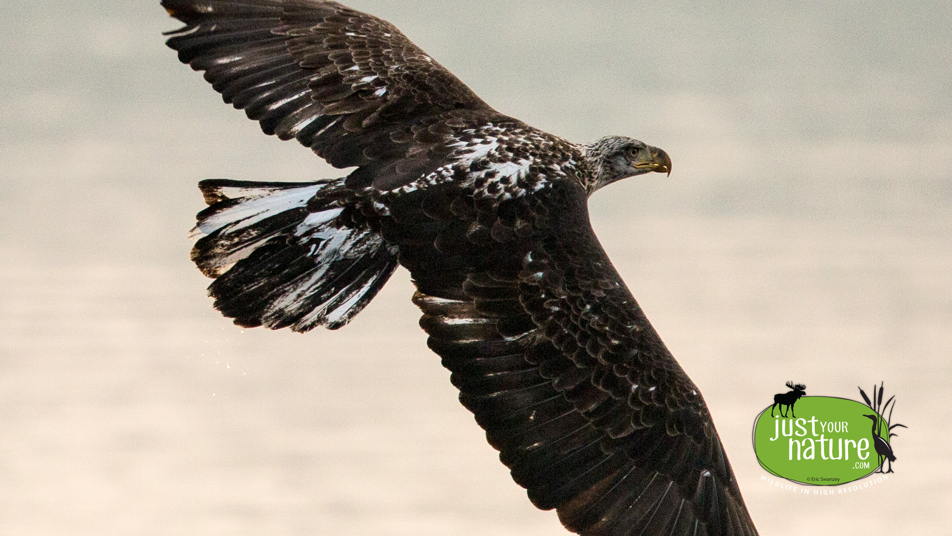 Bald Eagle, Deer Island, Amesbury, Massachusetts, 2 February 2014 by Eric Swanzey