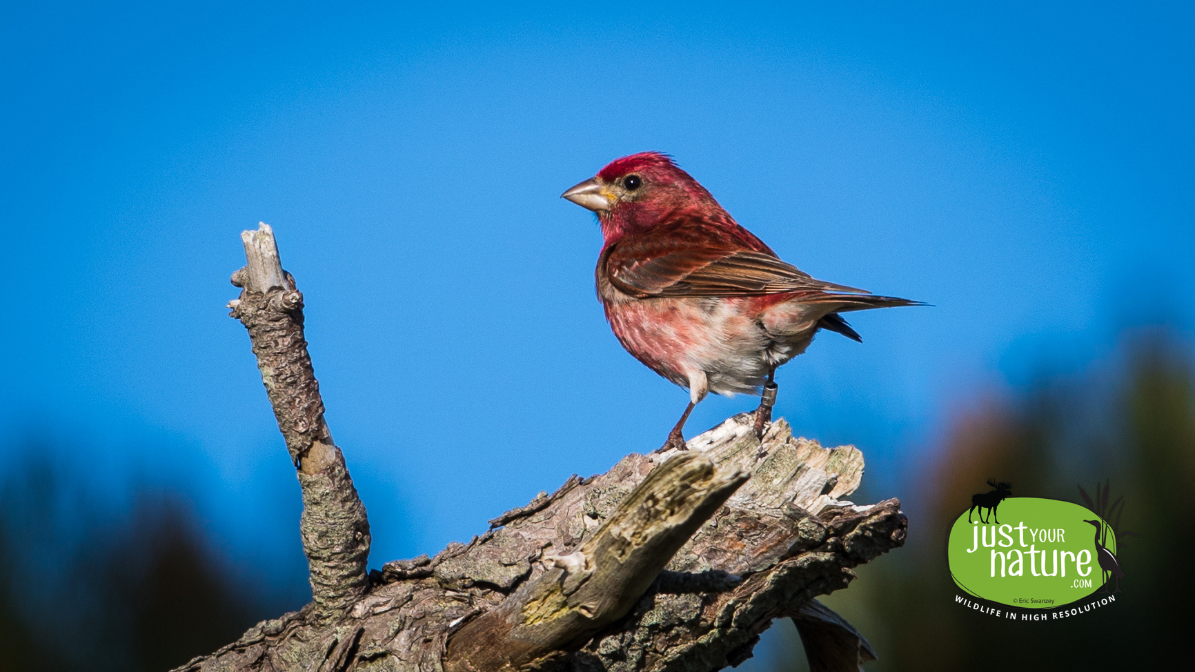 Purple Finch, Parker River NWR, Plum Island, Massachusetts, 21 May 2017 by Eric Swanzey