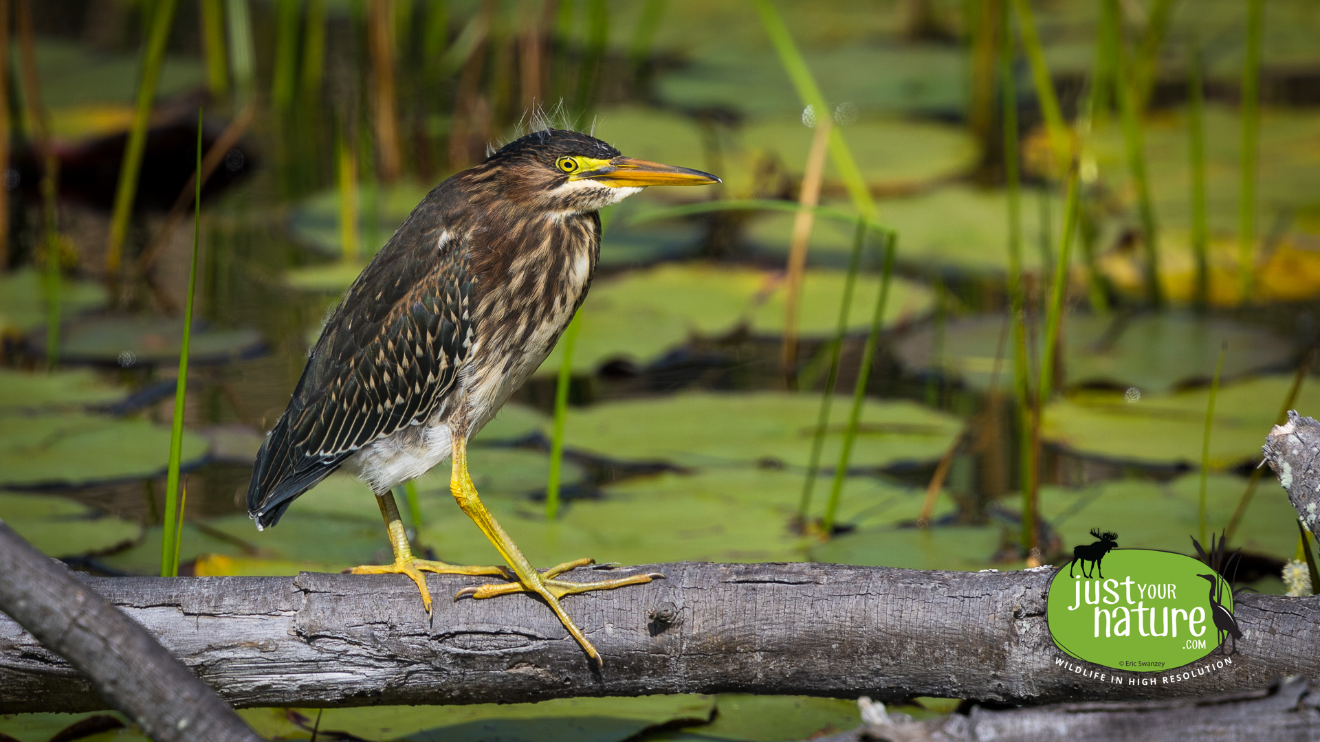 Green Heron, Fort Foster, Kittery Point, Maine, 26 August 2023 by Eric Swanzey