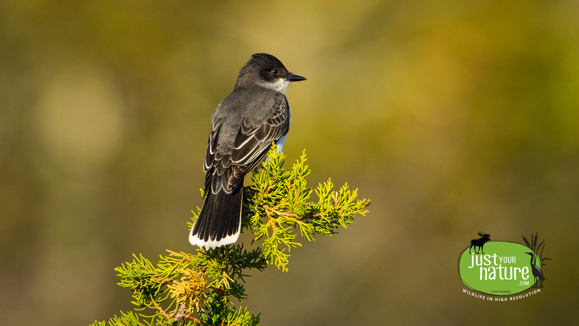 Eastern Kingbird, Parker River NWR, Plum Island, Massachusetts, 12 May 2014 by Eric Swanzey