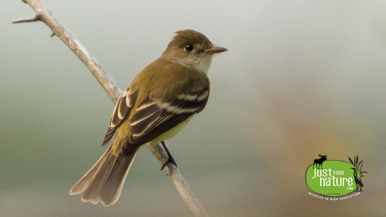 Willow Flycatcher, Parker River NWR, Plum Island, Massachusetts, 15 May 2014 by Eric Swanzey