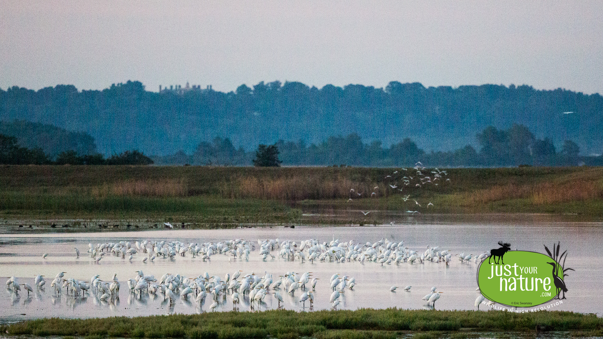 Egrets, Parker River NWR, Plum Island, Massachusetts, 17 September 2015 by Eric Swanzey