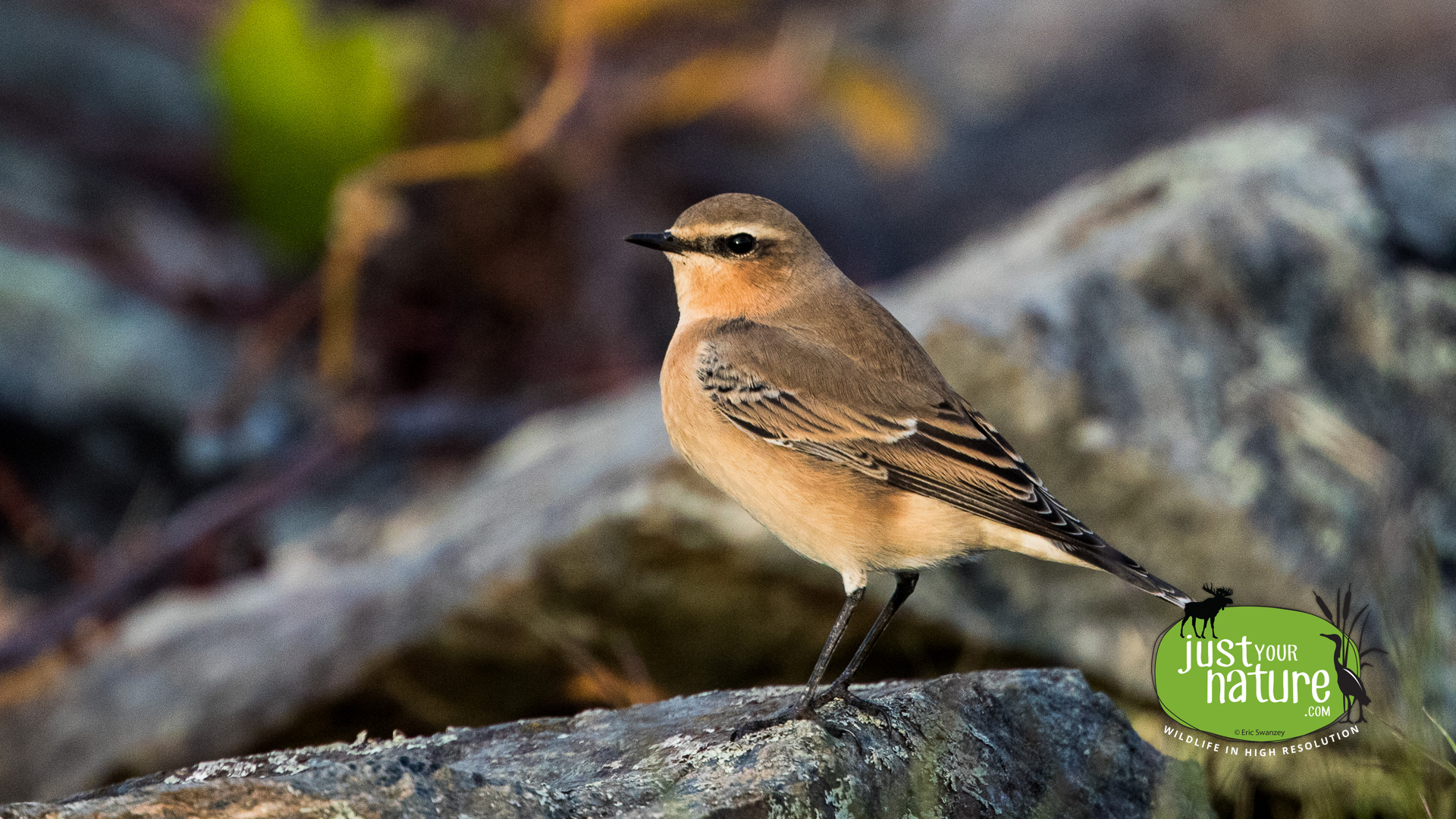 Northern Wheatear, Wachusett Reservoir, Sterling, Massachusetts, 5 October 2015 by Eric Swanzey