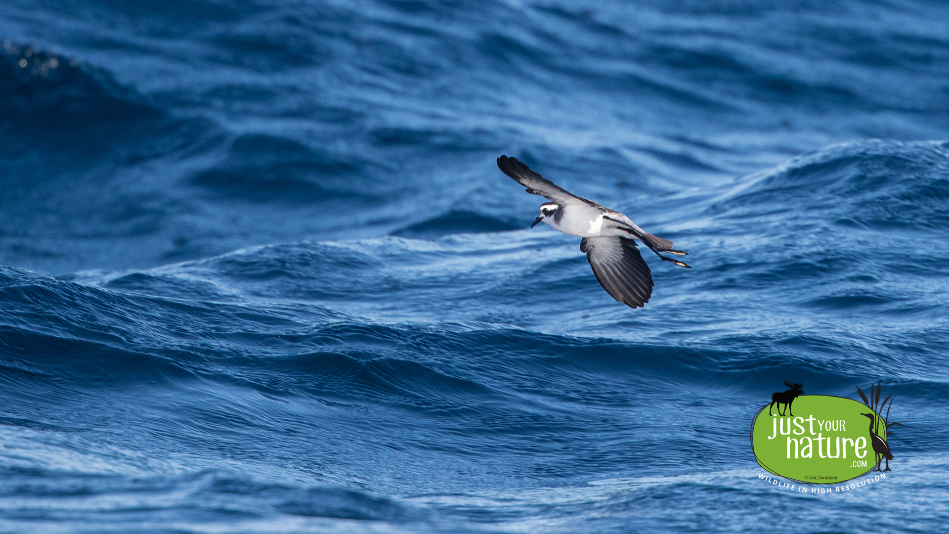 White-faced Storm-Petrel, Georges Bank, Massachusetts, 21 August 2016 by Eric Swanzey