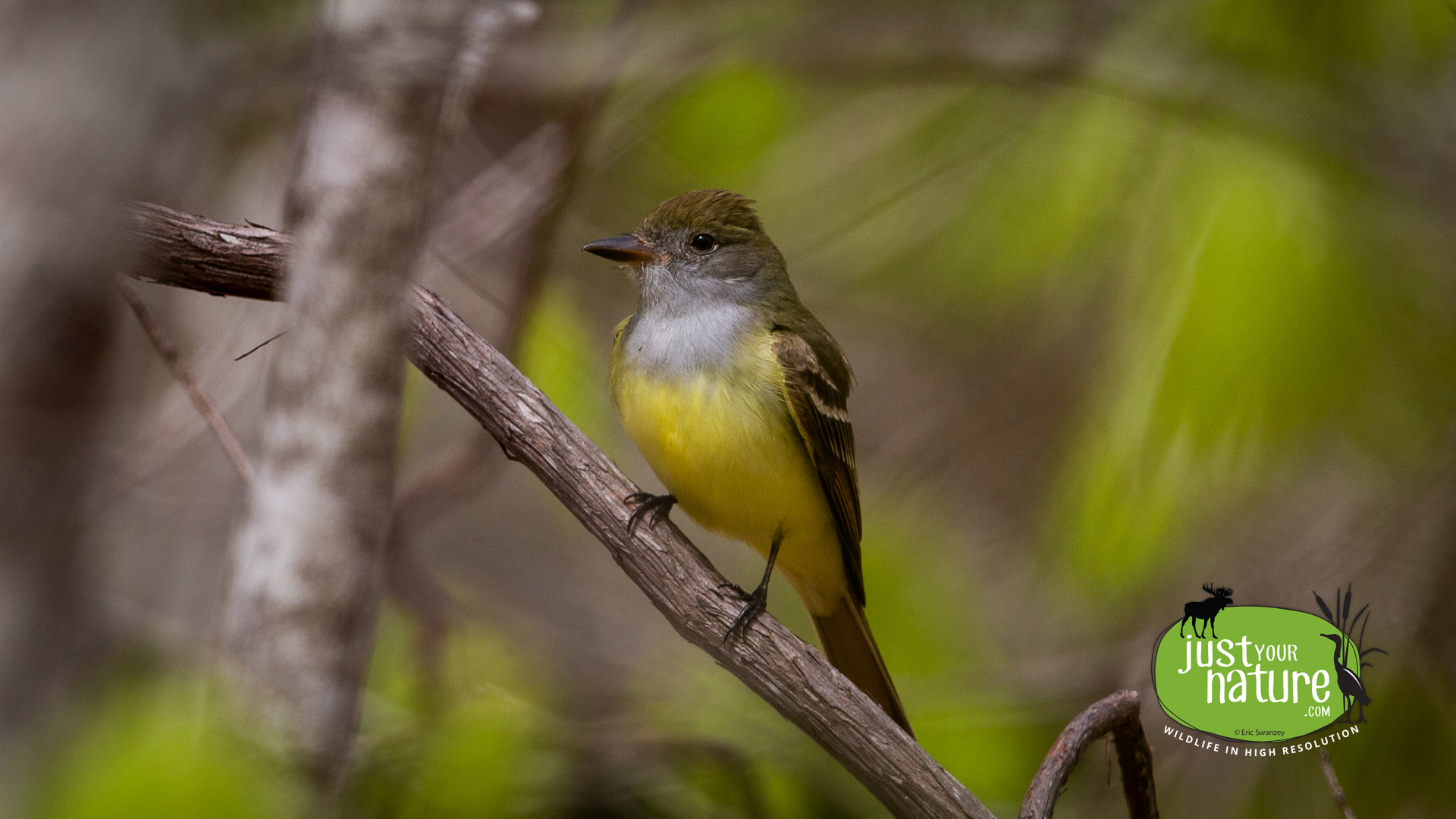 Great Crested Flycatcher, Delmater Sanctuary, Rockport, Massachusetts, 9 May 2015 by Eric Swanzey