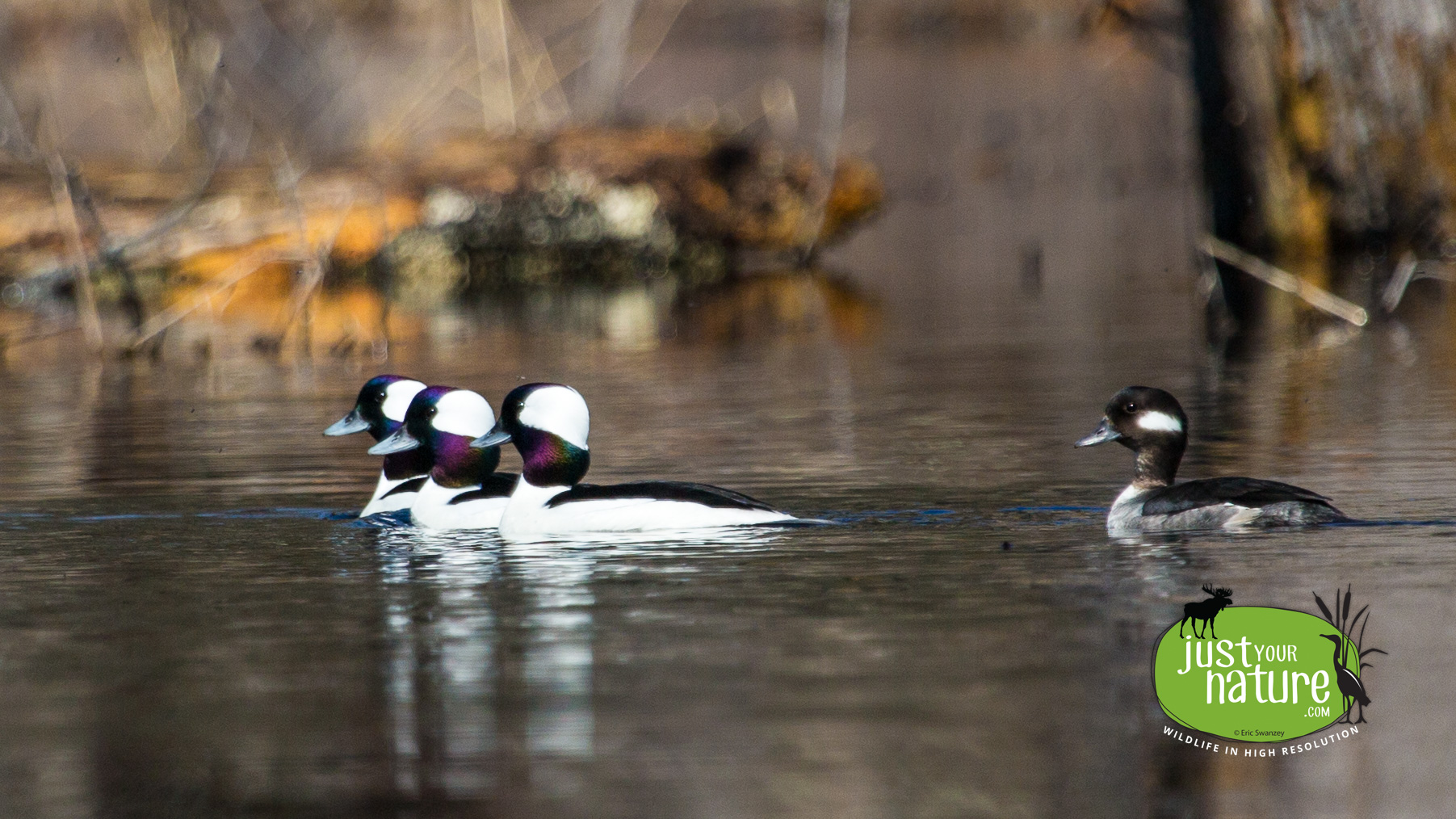 Bufflehead, Ipswich River Wildlife Sanctuary, Topsfield, Massachusetts, 10 April 2014 by Eric Swanzey