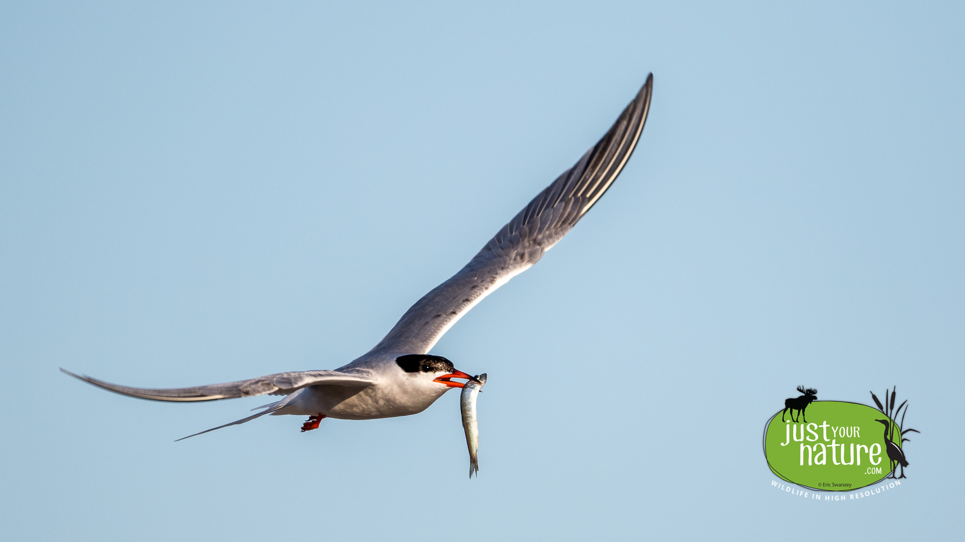 Common Tern, Sandy Point State Reservation, Plum Island, Massachusetts, 22 July 2015 by Eric Swanzey