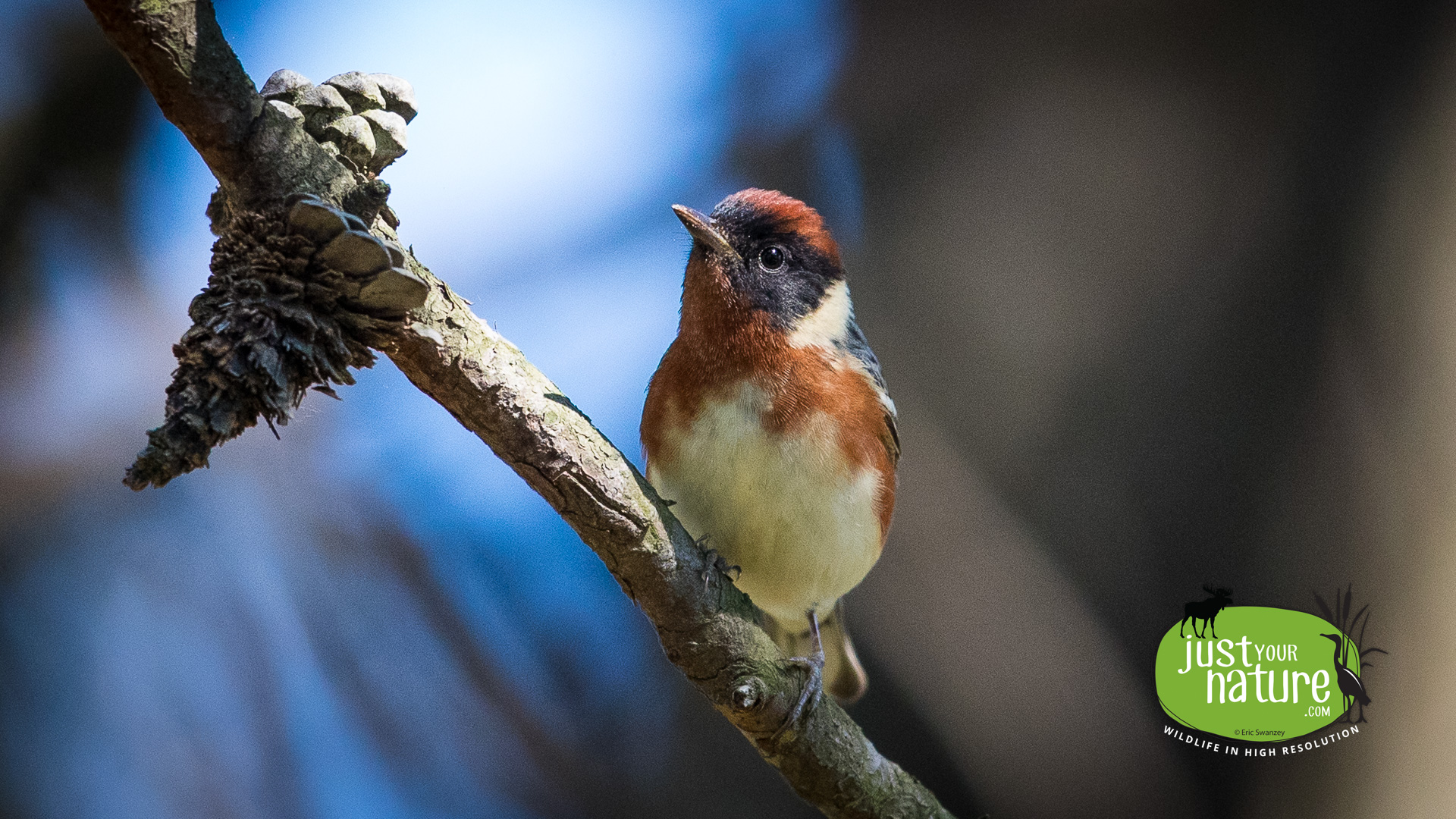 Bay-breasted Warbler, Parker River NWR, Plum Island, Massachusetts, 21 May 2018 by Eric Swanzey