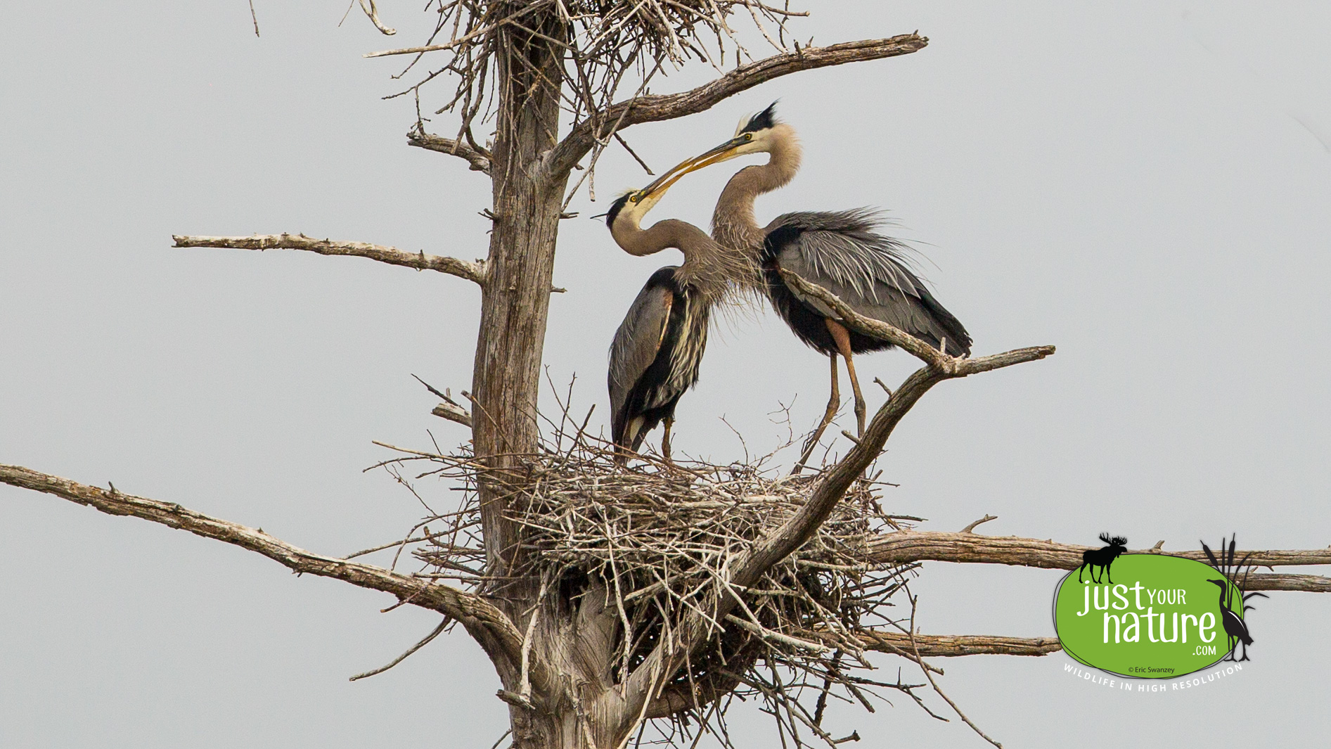 Great Blue Heron, Crane Pond Wildlife Management Area, West Newbury, Massachusetts, 28 May 2015 by Eric Swanzey