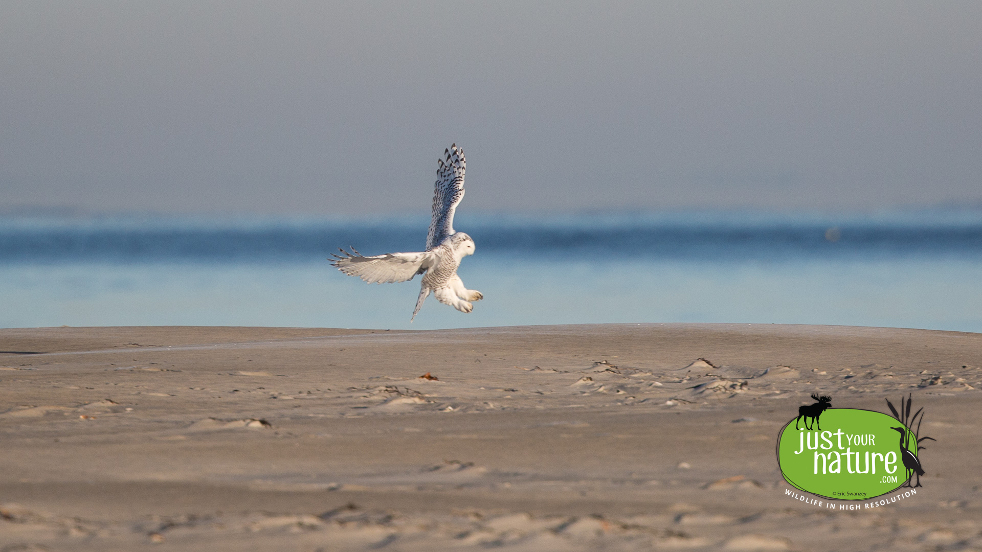 Snowy Owl, Crane Beach, Ipswich, Massachusetts, 18 November 2015 by Eric Swanzey