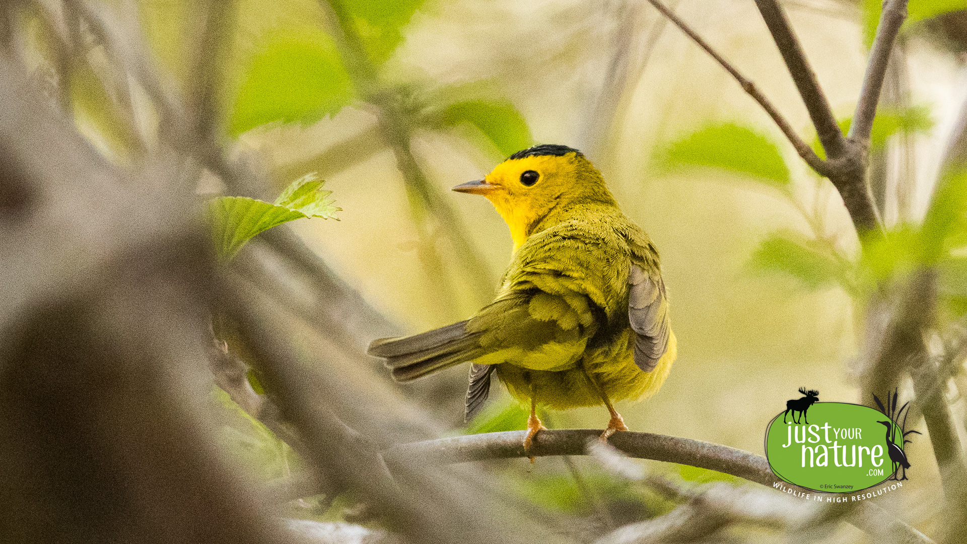 Wilson's Warbler, Parker River NWR, Plum Island, Massachusetts, 17 May 2017 by Eric Swanzey